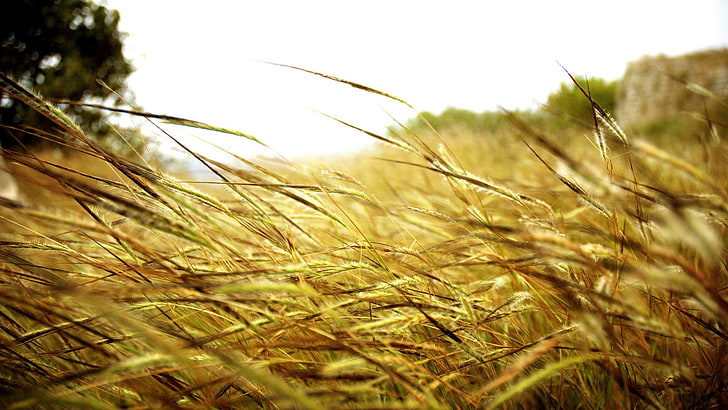 пшенични растения, снимка на кафява трева под бели облаци през деня, дълбочина на полето, природа, макро, растения, колоски, трева, HD тапет