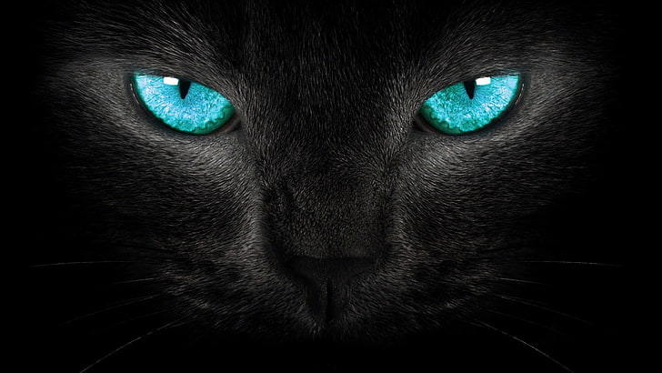 коте-черен артистичен HD тапет, черен тапет за котка, HD тапет