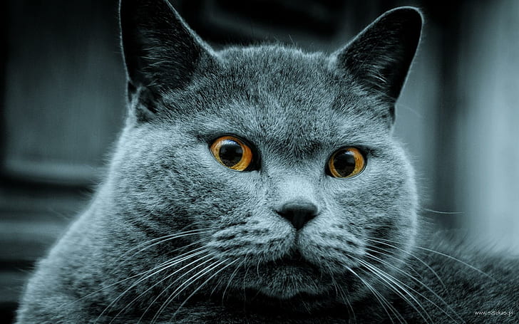 Fat Cat, russian blue cat, gray, cats, animals, funny, dark, HD wallpaper
