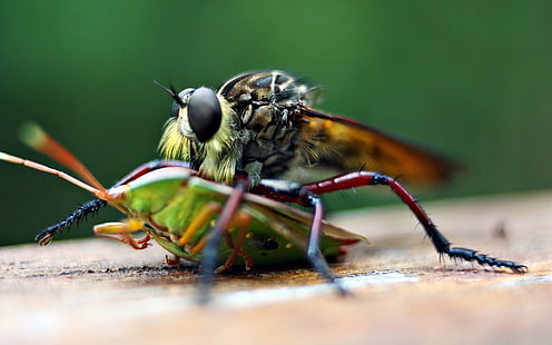 Tiere, Makro, Fliegen, Insekt, HD-Hintergrundbild HD wallpaper