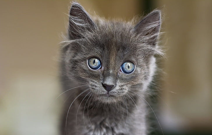 gatto, animali, gattini, occhi blu, Sfondo HD