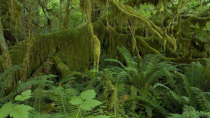Hoh Rain Forest - Олимпийский национальный парк, зеленые лиственные растения, природа, 1920x1080, Вашингтон, тропический лес Hoh, олимпийский национальный парк, HD обои