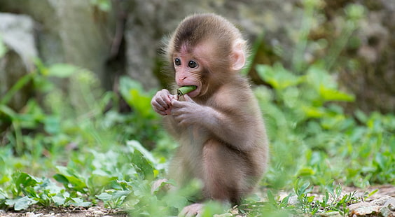 Бебешка макака маймуна, кафява маймуна, животни, дива, бебешка, сладка, макаки, HD тапет HD wallpaper