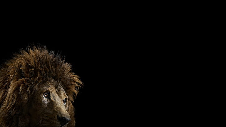 Lion, Photography, Black Background, Animals, lion, photography, black background, animals, 2560x1440, HD wallpaper