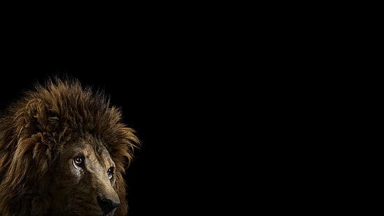 Lew, Fotografia, Czarne tło, Zwierzęta, lew, fotografia, czarne tło, zwierzęta, 2560x1440, Tapety HD HD wallpaper