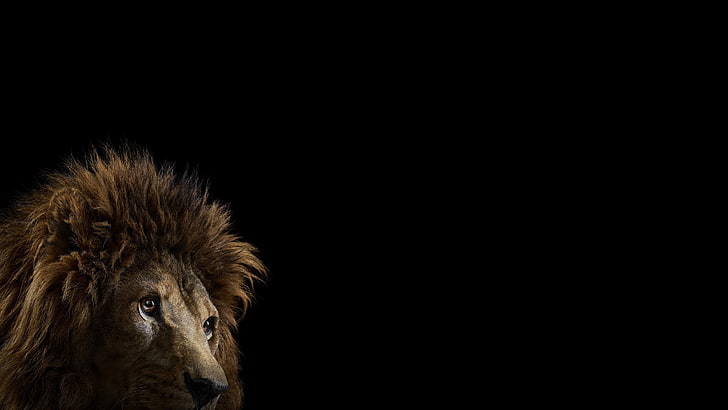 brązowy lew na czarnym tle, fotografia, ssaki, kot, lew, proste tło, duże koty, Tapety HD