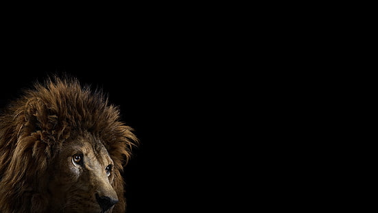 黒い背景、写真、哺乳類、猫、ライオン、シンプルな背景、大きな猫に茶色のライオン、 HDデスクトップの壁紙 HD wallpaper