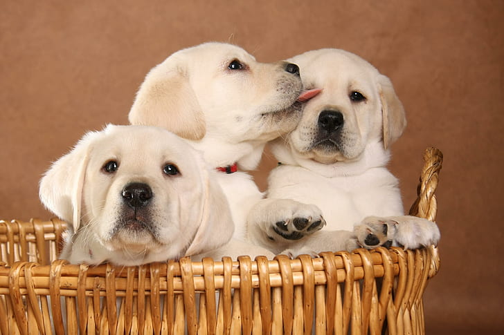 Adorable Brotherhood???, labrador, brotherhood, adorable, puppies, HD wallpaper