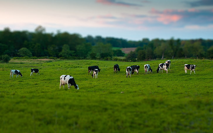 молочная корова, коровы, поле, трава, еда, ходьба, выпас скота, HD обои
