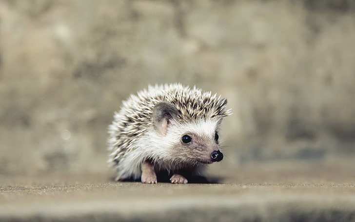 white and brown hedgehog, hedgehog, animals, HD wallpaper