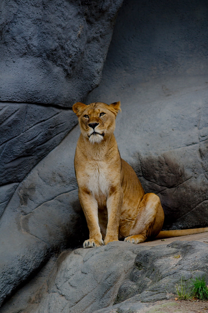 함부르크, 동물원, 사자, 세로보기, HD 배경 화면, 핸드폰 배경화면