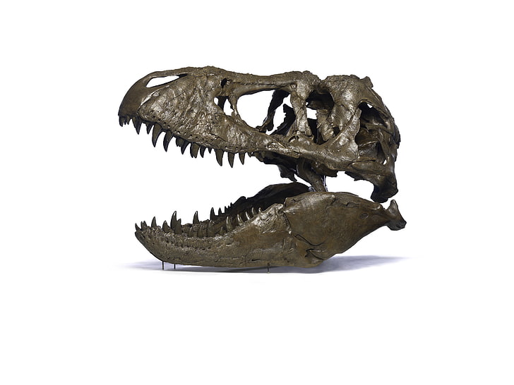 ساكي ، ديناصور ، الديناصور ريكس ، علم الحفريات، خلفية HD