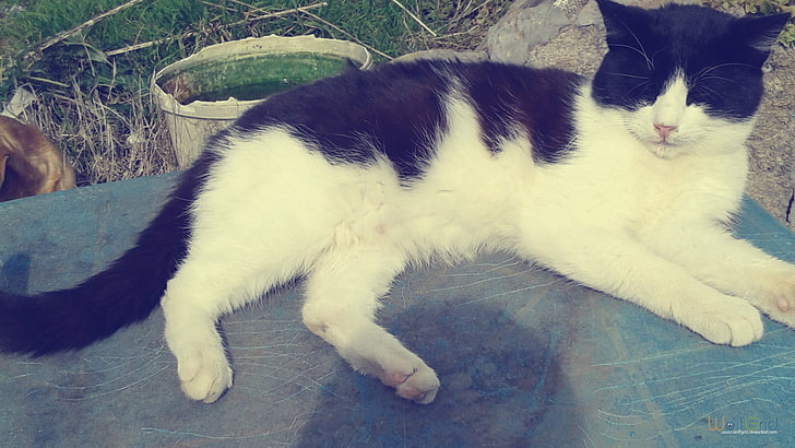 white and black short-fur cat, cat, HD wallpaper