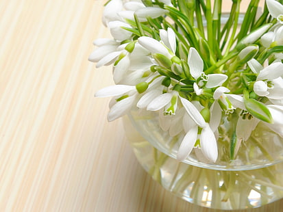 white petaled flower, snowdrops, flowers, primrose, flower, vase, close-up, HD wallpaper HD wallpaper