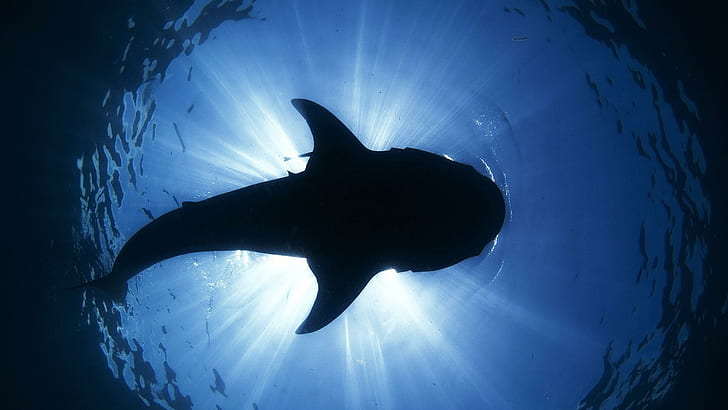 Shark Silhouette Underwater Ocean Sea Sunlight Desktop Background Images, риби, фон, работен плот, изображения, океан, акула, силует, слънчева светлина, под вода, HD тапет