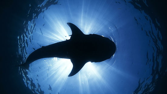 Shark Silhouette Underwater Ocean Sea Sunlight Desktop Bakgrundsbilder, fiskar, bakgrund, desktop, bilder, ocean, haj, siluett, solljus, under vattnet, HD tapet HD wallpaper