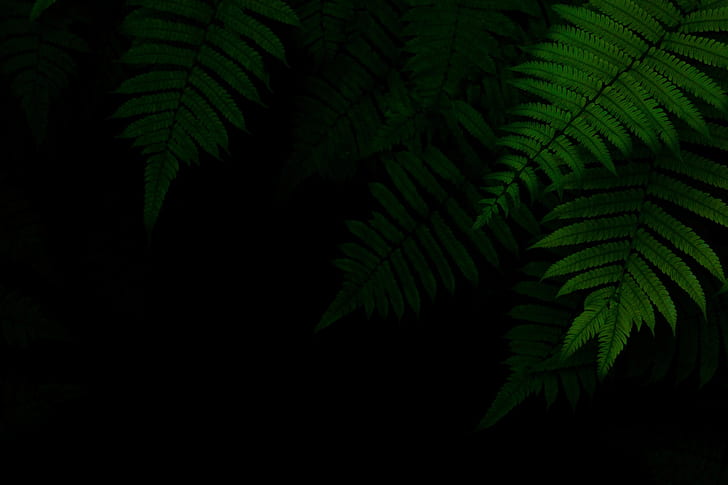 foliage, green, black background, the dark background, HD wallpaper