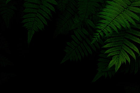  foliage, green, black background, the dark background, HD wallpaper HD wallpaper