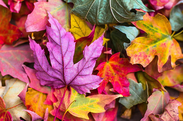 ใบไม้, ฤดูใบไม้ร่วง, ภาพถ่าย HD, 4k, วอลล์เปเปอร์ HD