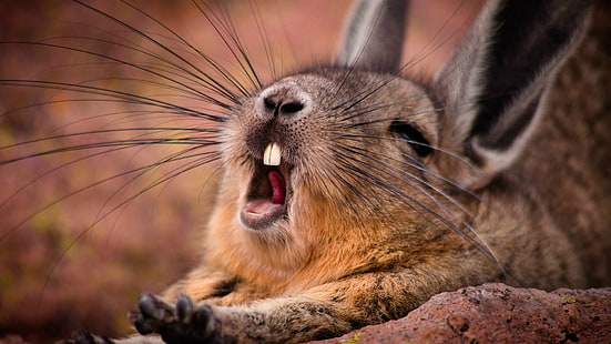 коричневый кролик, зевая, живая природа, животные, млекопитающие, HD обои HD wallpaper