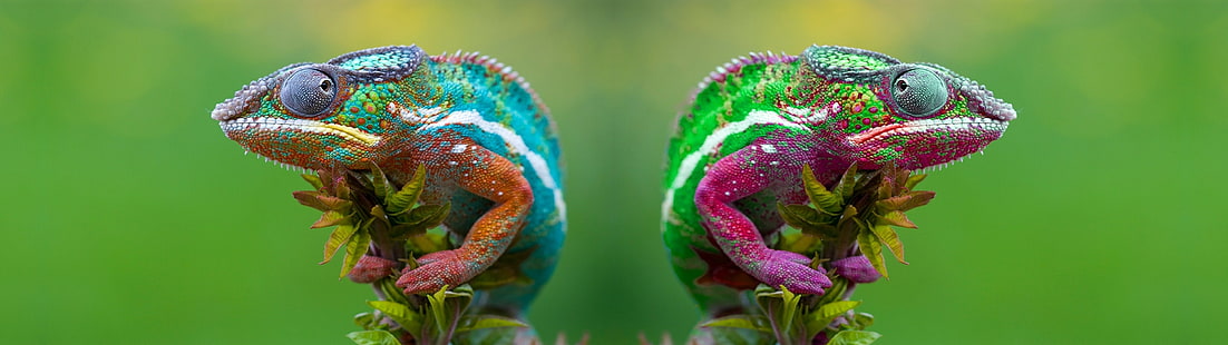 multicolored chameleon, chameleons, animals, HD wallpaper HD wallpaper