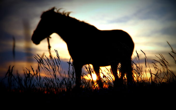 Pferdeschattenbild-Sonnenuntergang-Gras HD, Schattenbild des Pferds, Tiere, Sonnenuntergang, Gras, Pferd, Schattenbild, HD-Hintergrundbild