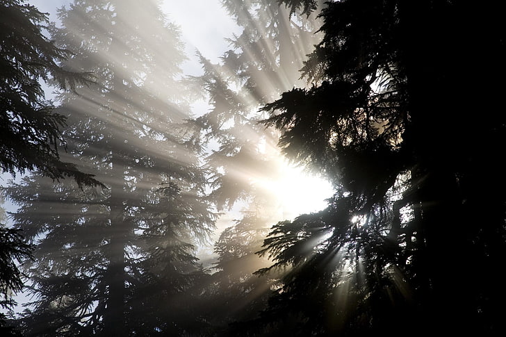 Bäume, Sonnenlicht, Natur, HD-Hintergrundbild