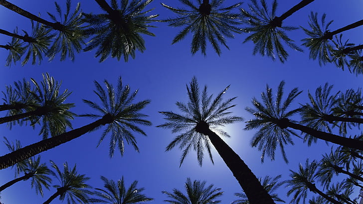 Trees Palm Trees HD, nature, trees, palm, HD wallpaper