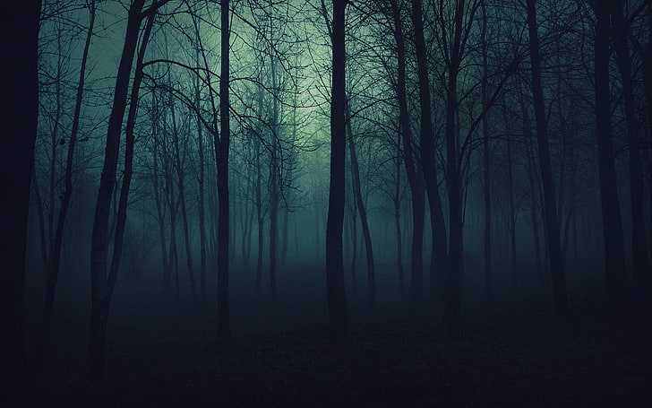row of trees, forest, spooky, dark, landscape, nature, trees, HD wallpaper