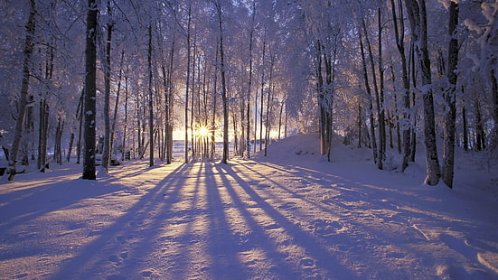 숲에서 아름 다운 겨울 일출-[hd1080p], 눈 덮힌 나무, 숲에서 아름다운 겨울 일출 hd1080p, 놀라운 겨울, 겨울, sunrsi, HD 배경 화면 HD wallpaper