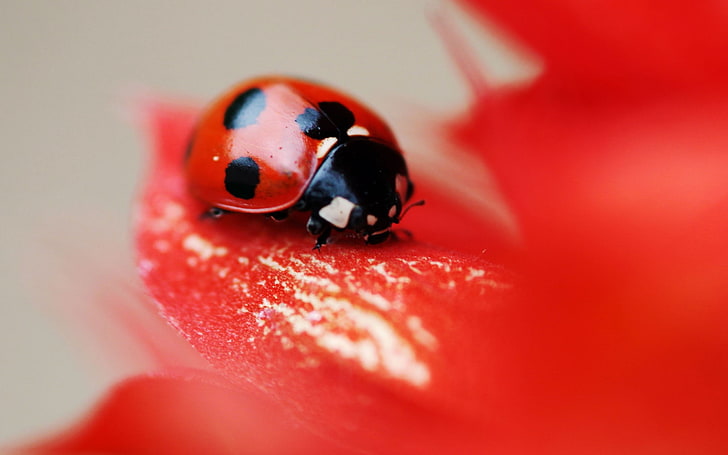 lady bird beetle, ladybug, surface, insect, crawling, HD wallpaper