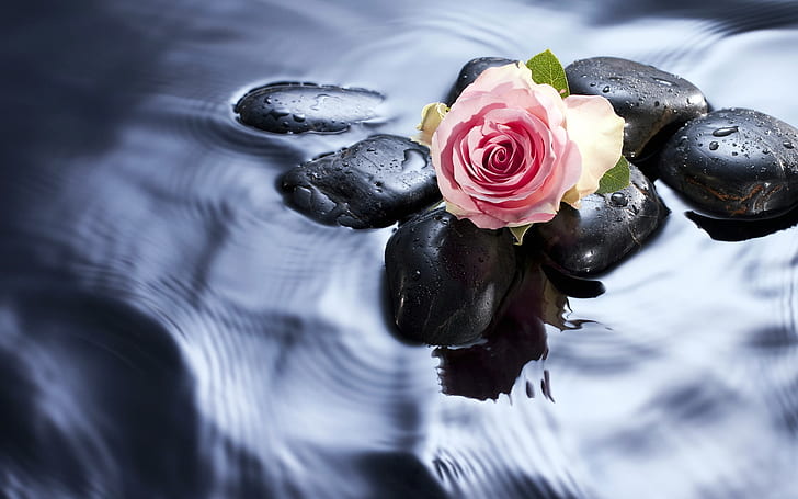 Spa Love Rose, pink rose, rose, stones, water, HD wallpaper