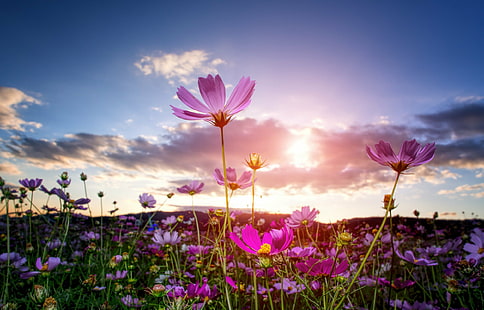 흰 구름 아래 핑크 꽃, 작별 인사, 핑크, 흰 구름, e-pl5, 코스모스, 꽃, 가을, 빛, 일몰, 자연, 식물, 여름, 자주색, 야외 활동, 자연의 아름다움, 필드, 초원, 핑크 색상, 봄,농촌 현장, HD 배경 화면 HD wallpaper