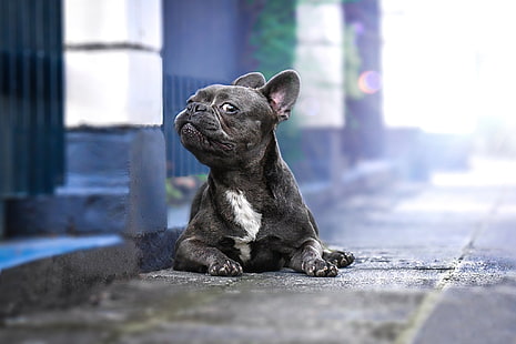 Schau, Hund, französische Bulldogge, HD-Hintergrundbild HD wallpaper
