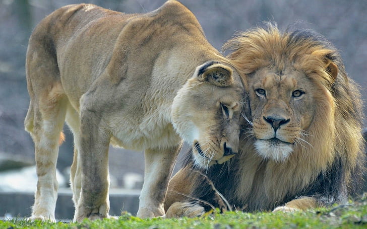 Animal's love, lion and lioness, Animal, Love, Lion, Lioness, HD wallpaper