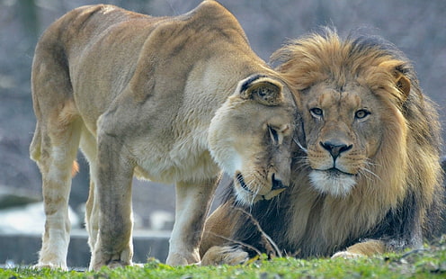 Animal's love, lion and lioness, Animal, Love, Lion, Lioness, HD wallpaper HD wallpaper