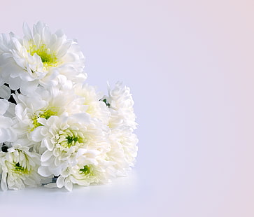 buquê de flores brancas, buquê, crisântemo, flores brancas, HD papel de parede HD wallpaper