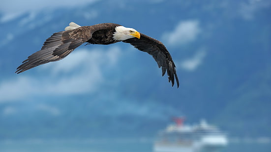 Flying Bald Eagle นกอินทรีหัวล้านบินนกอินทรีหัวล้านสัตว์, วอลล์เปเปอร์ HD HD wallpaper