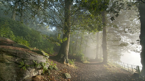 brumoso, niebla, bosque, niebla, camino, viaje, Fondo de pantalla HD HD wallpaper