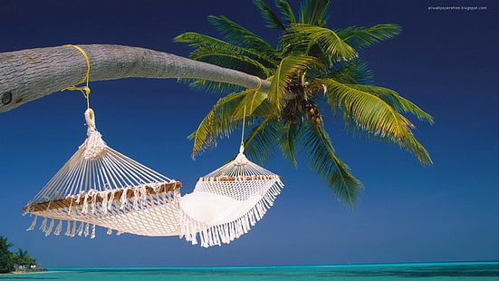 palm tree and white hammock, beach, palm trees, hammocks, sea, clear sky, HD wallpaper HD wallpaper