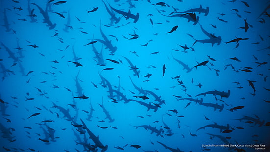 École de requin-marteau, île Cocos, Costa Rica, Ocean Life, Fond d'écran HD HD wallpaper