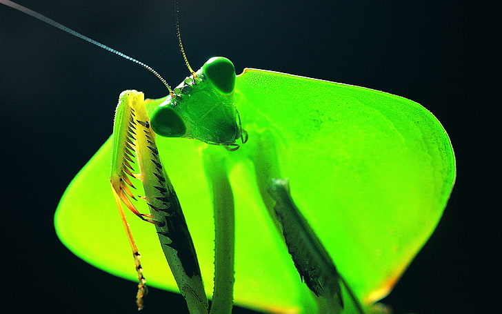 close-up photo of green praying mantis, green, mantis, tentacles, HD wallpaper