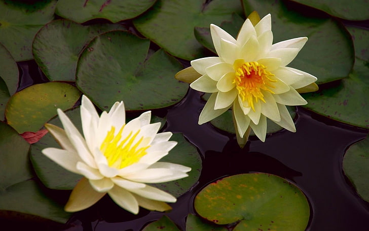 วอลล์เปเปอร์ถ่ายภาพ water lily stem-Flower 04, ดอกบัวสีขาวสองดอก, วอลล์เปเปอร์ HD