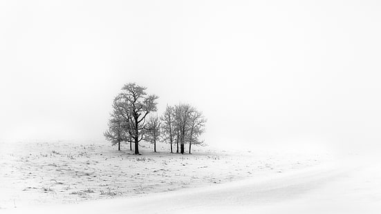 brown bare tree, winter, landscape, ice, snow, trees, HD wallpaper HD wallpaper