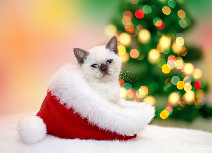 short-fur white kitten, cat, hat, fur, kitty, garland, Christmas, cap, bokeh, New Year, Cats, HD wallpaper