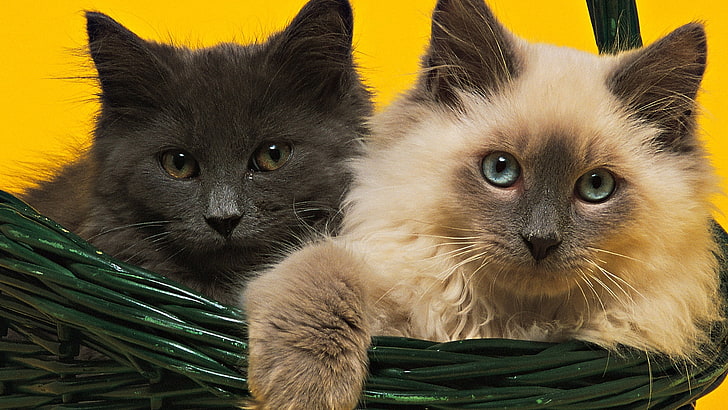 two medium-haired black and brown cats, cat, green box, fluffy, HD wallpaper