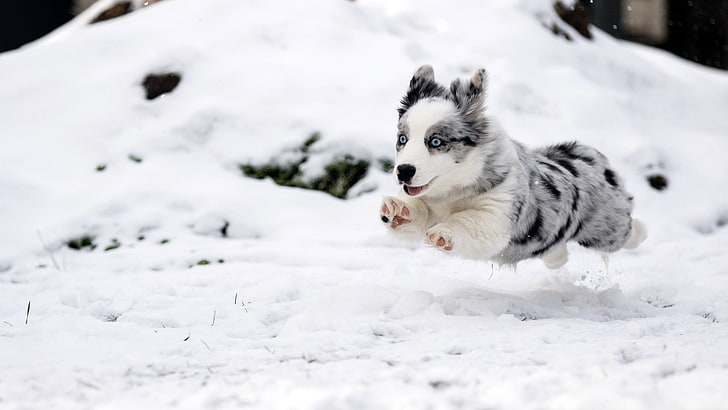 short-coated gray dog, snow, winter, dog, animals, baby animals, HD wallpaper