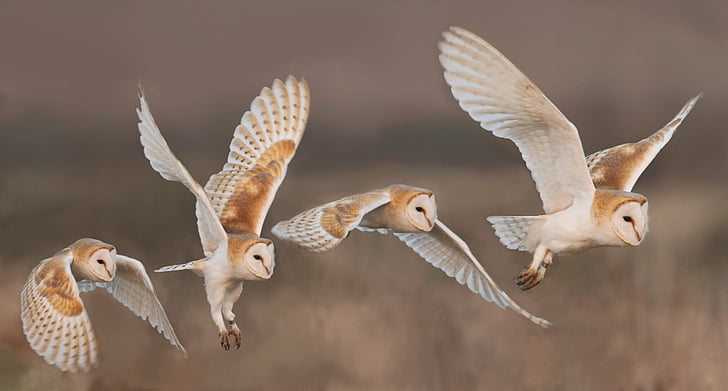 Birds, Barn Owl, Bird, Owl, Wildlife, HD wallpaper