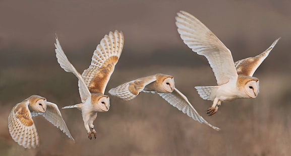 Birds, Barn Owl, Bird, Owl, Wildlife, HD wallpaper HD wallpaper