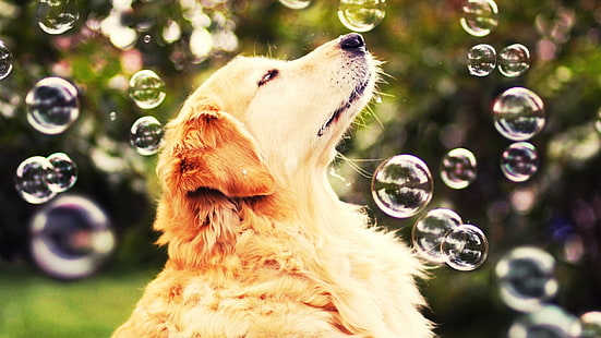 golden retriever adulto, golden retriever adulto y fotografía de burbujas, perro, burbujas, naturaleza, animales, golden retrievers, Fondo de pantalla HD HD wallpaper